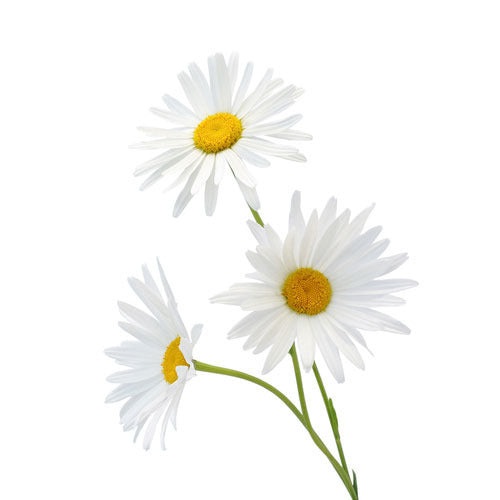 CHAMOMILE FLOWER