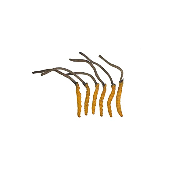 CORDYCEPS