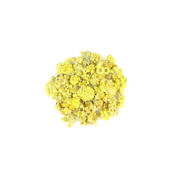 EVERLASTING FLOWER (Yellow Chaste Weed)