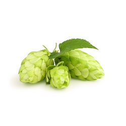 HOPS FLOWER